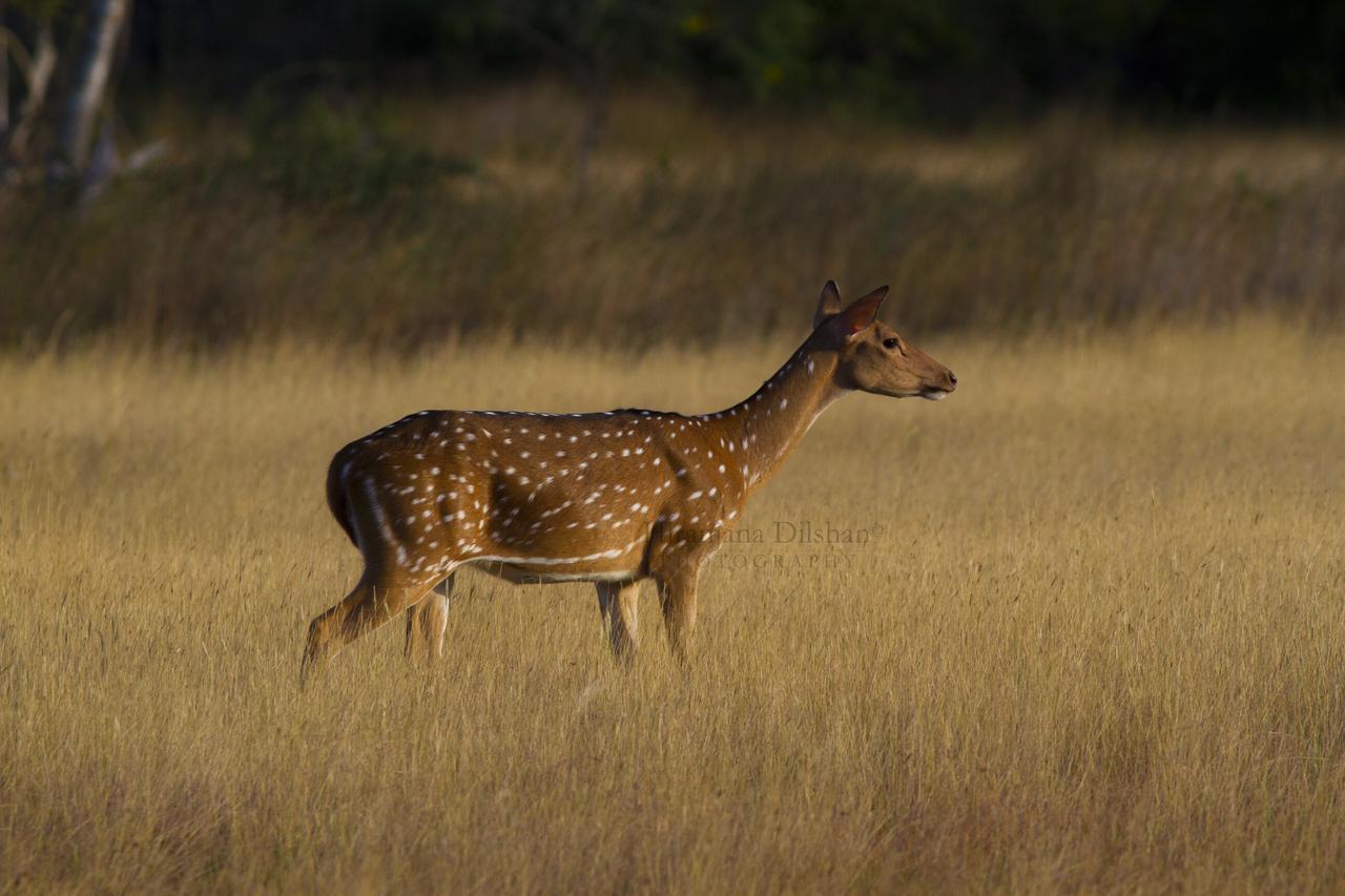 Willpattu Wild Watch Hotel Habawewa Kültér fotó
